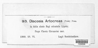 Discosia artocreas image